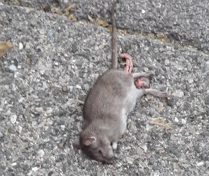 Topi a Belverde, la risposta di un cittadino: "Ci sono sempre stati e nessuno ha fatto niente"