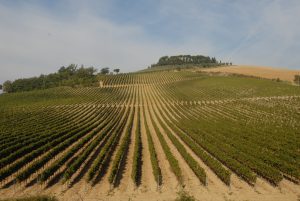 Turismo: metà luglio positivo nelle Terre di Siena