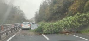 Maltempo, grossa pianta crolla sulla Siena-Firenze