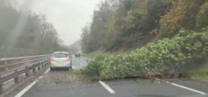 Maltempo, grossa pianta crolla sulla Siena-Firenze