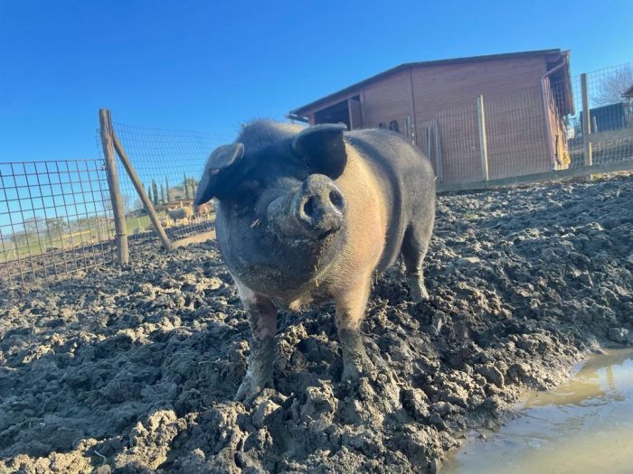 Castiglione d'Orcia: evento d'autunno per aiutare gli animali del Rifugio "La tana del Bianconiglio"