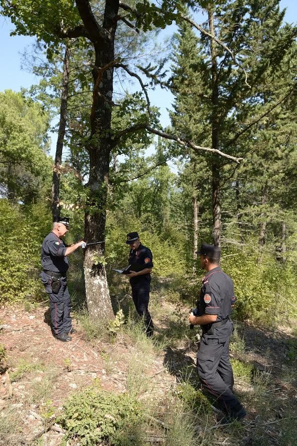 Tagli boschivi illeciti, nel senese da inizio 2022 sanzioni per oltre 300mila euro e 25 denunciati dai Carabinieri