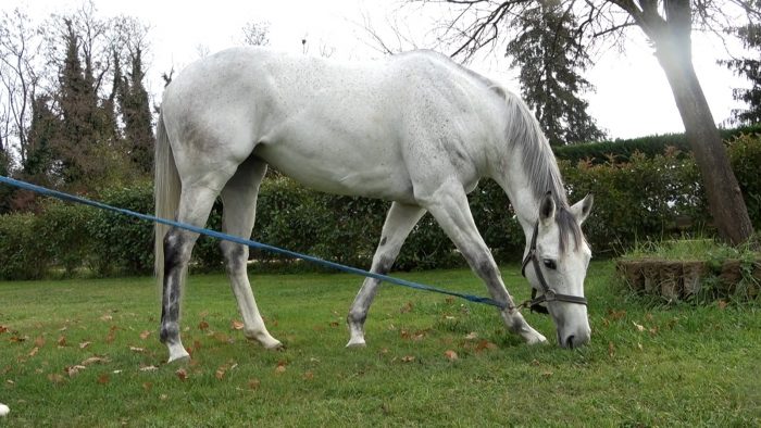 Cuore Impavido e Zeta Penny, l'Atzeni Team sbanca anche Pisa. Tittia: "Bella soddisfazione"