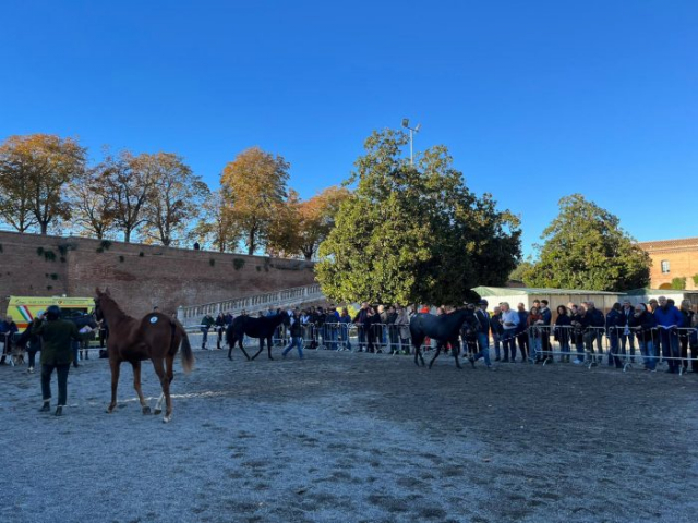 anglo arabi cavalli rassegna (3)