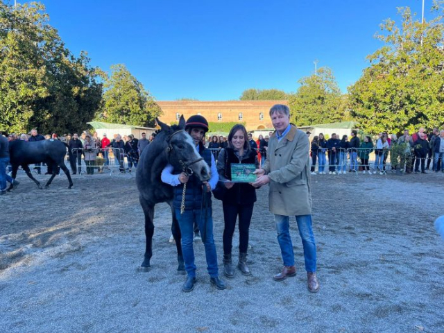 anglo arabi cavalli rassegna (4)