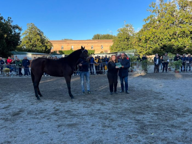 anglo arabi cavalli rassegna (5)