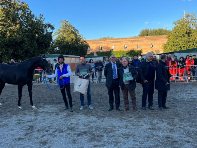 anglo arabi cavalli rassegna (8)