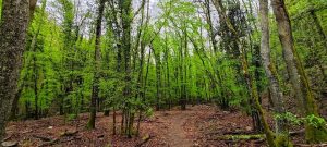 Manutenzione della rete sentieristica: convenzione tra Comune di Sovicille e Club Alpino Italiano