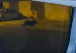 Un lupo a passeggio tra le auto a Uopini, alle porte di Siena