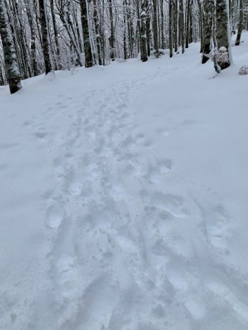 neve amiata gennaio 2023 3