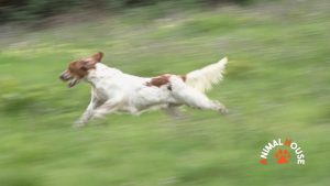 Gli animali tornano protagonisti su Siena Tv, parte la seconda stagione di "Animal House"