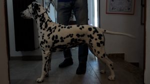 Animal House: il cane dalmata protagonista della puntata di oggi