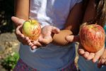 Gaiole in Chianti, frutta a scuola per la Green Food Week