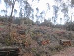 GrIG: "Pesanti tagli boschivi a Ebbio, Monteriggioni, assalto ai boschi della Montagnola Senese"