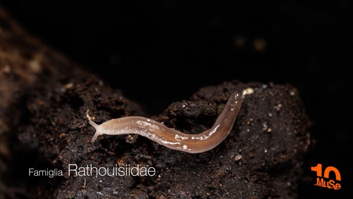 Scoperta da studiosi senesi una specie sconosciuta alla scienza