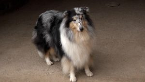 Animal House: è il Collie il protagonista della puntata di oggi