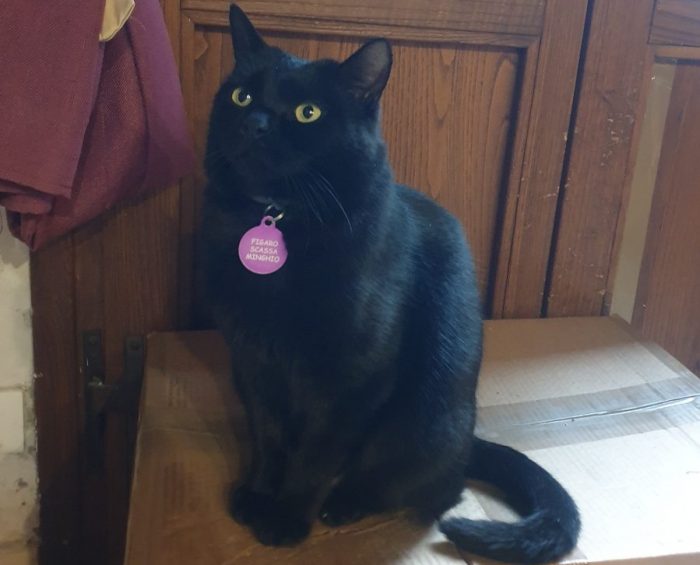 Siena: Figaro non &egrave; ancora tornato a casa, continuiamo a cercarlo