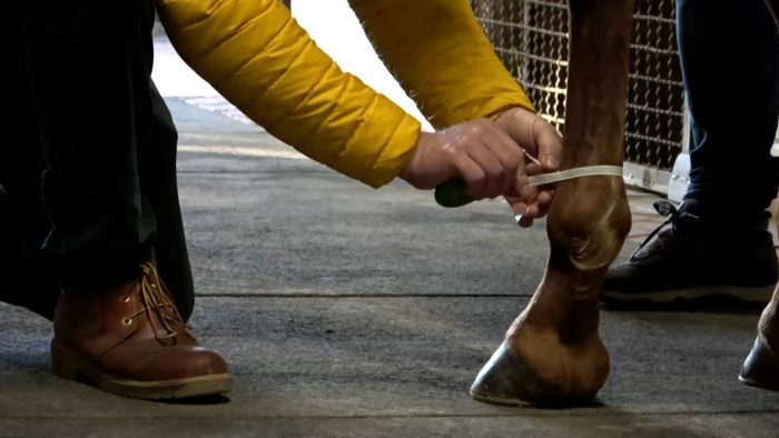 Palio, da domani al via le previsite per l'iscrizione all'Albo