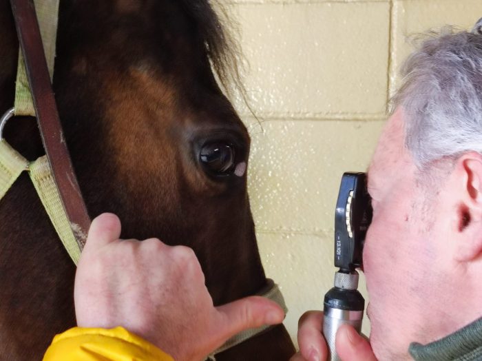 Siena: come vede il cavallo, incontro a Palazzo Patrizi