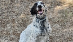 Trofeo Beccaccia, vince Zoe di Castelpugna