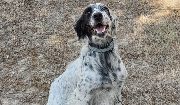 Trofeo Beccaccia, vince Zoe di Castelpugna