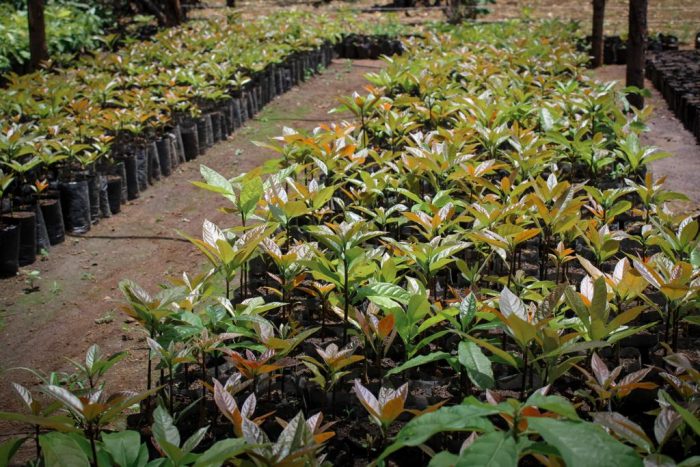 I Teatri di Siena sono 'sostenibili': 450 alberi regalati agli abbonati