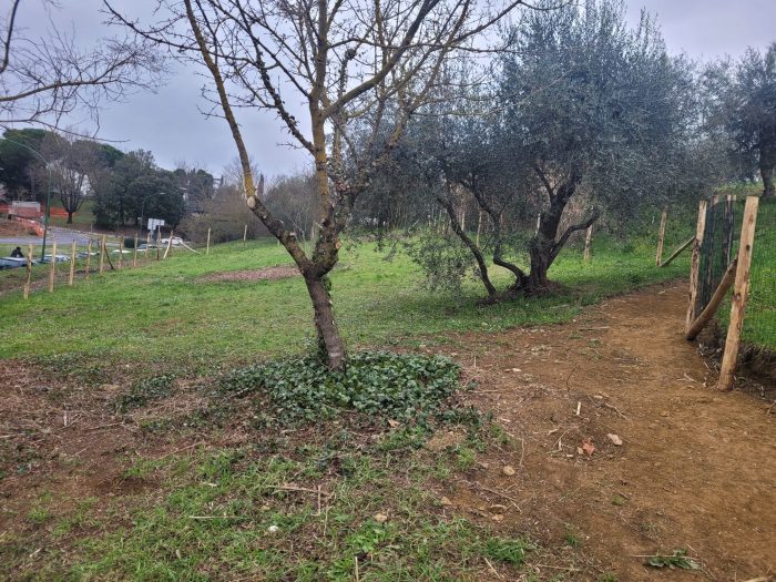 Italia Viva Siena: "Serve l'adeguamento delle aree per cani"