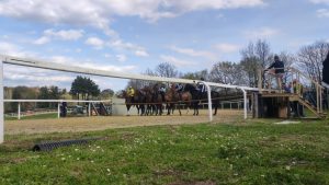 Monticiano, corse di addestramento slittano a venerd&igrave; 5 maggio