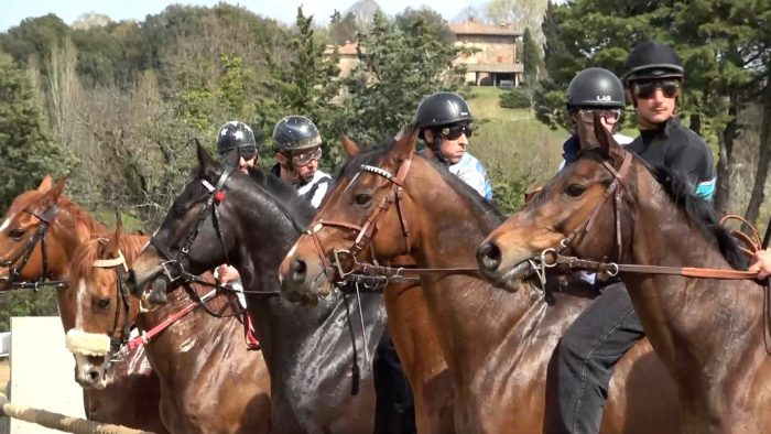 Palio, chi sono i cavalli pronti per il debutto in Piazza