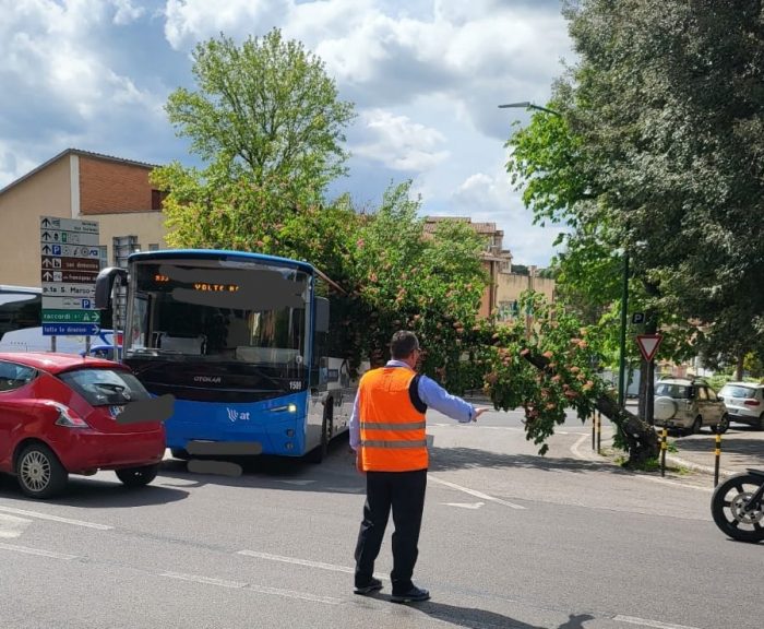 Siena: albero cade e colpisce un bus in transito