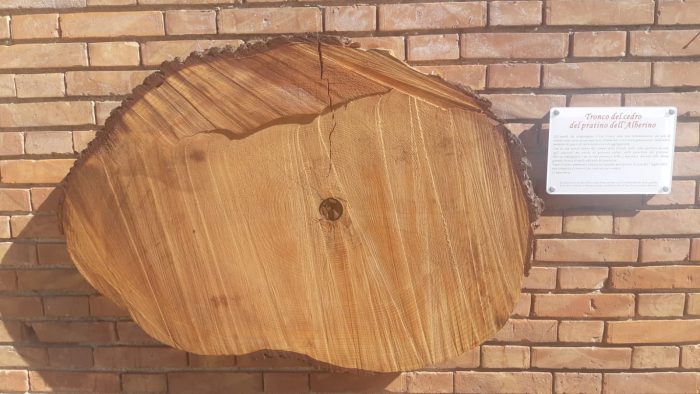 Siena: Ravacciano ricorda "l'alberone", esposta una sezione del tronco alle scale della chiesa