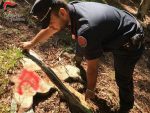 Irregolarità in cantiere boschivo a Sarteano, Carabinieri Forestali denunciano e multano due persone