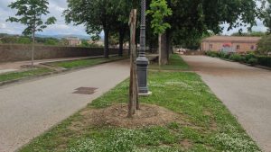 Siena, atto vandalico in Fortezza: spezzato di netto albero di ippocastano