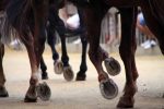 “Capitano mio capitano” e “Una vita da fantino”, comincia l’avvicinamento al Palio su Siena Tv