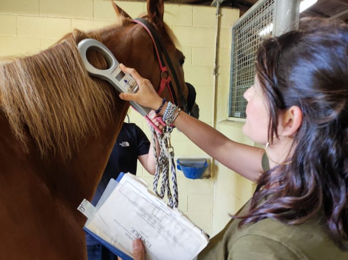 Siena, l&rsquo;impegno dei veterinari dell&rsquo;Asl Tse per il Palio di luglio