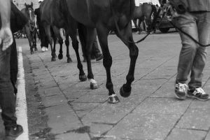 Palio, il programma della seconda giornata di prove regolamentate