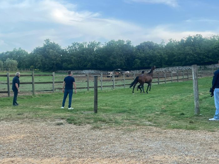 Palio, Massimo Milani: "Violenta &egrave; battibile, non c'&egrave; tutta questa differenza con gli altri cavalli"