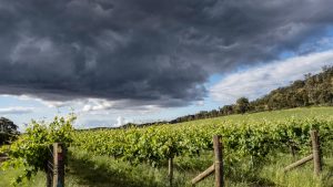 Maltempo e danni all'agricoltura, Cia Toscana chiede interventi urgenti