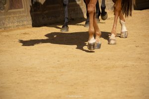 Palio 16 agosto 2023: definito il quadro delle monte, le accoppiate