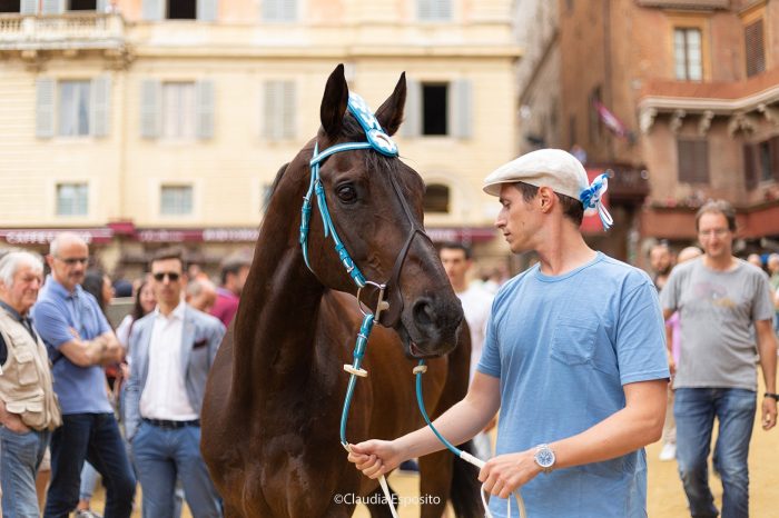 Palio: Viso d'Angelo e Abbasantesa rientrati in scuderia in perfette condizioni. Tittia: "Ad agosto ci saranno"