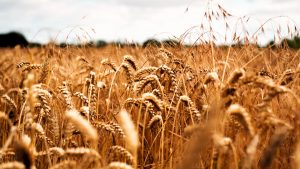 Prezzi della pasta alle stelle, fare la spesa diventa difficile. La preoccupazione di Coldiretti Siena