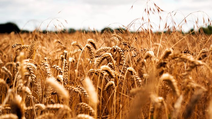 Prezzi della pasta alle stelle, fare la spesa diventa difficile. La preoccupazione di Coldiretti Siena