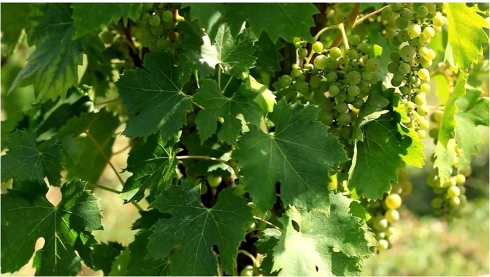 Vino: il caldo torrido costringe a rimodulare l'organizzazione del lavoro in vigna