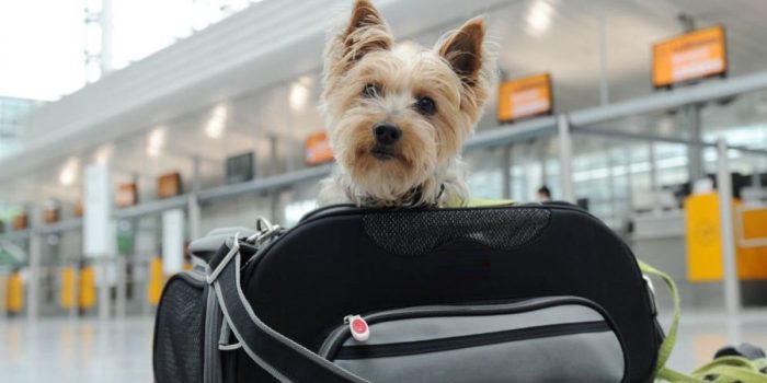 Tutti insieme in vacanza: come spostarsi all'estero con il proprio animale