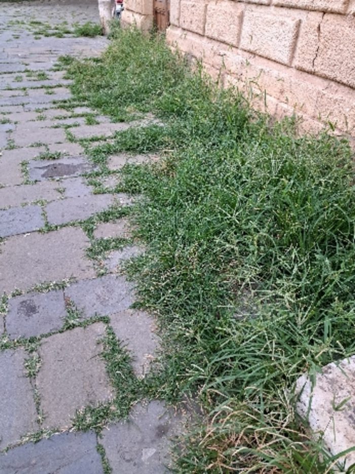 Sporcizia e degrado nel quartiere di San Marco, la denuncia degli abitanti