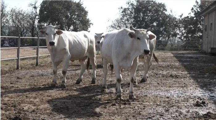 Chianina, prezzi alle stelle e stalle piene