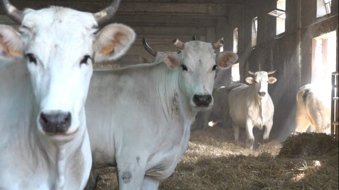 Caldo estremo colpisce agricoltura e allevamenti: calo di raccolti e di produzione