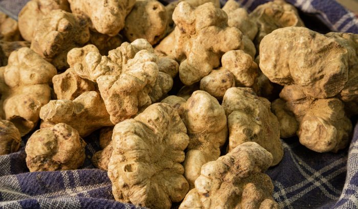 Tartufo bianco crete senesi, andamento climatico di inizio dicembre garantisce qualità