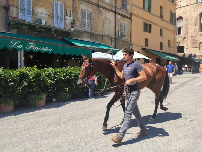 Palio: Tale e Quale, Remorex e Violenta da Clodia esclusi dal lotto