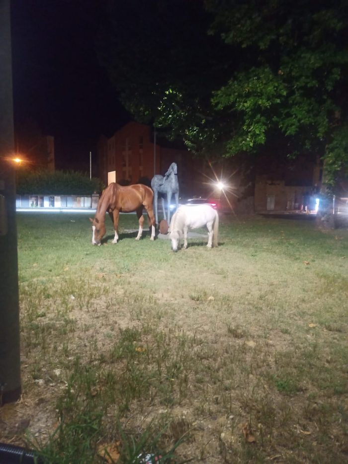 Siena, cavallo e pony pascolano di notte alla rotonda dei Due Ponti